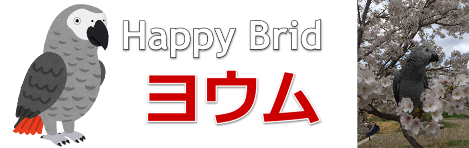 あけましておめでとうございます。ヨウムのクリック初めての正月と引越し | ヨウムのクリック｜成長記録